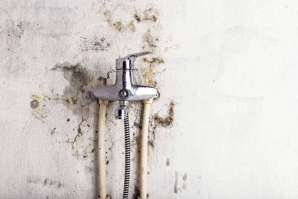 Trusted Harrisburg, PA Mold Removal Experts