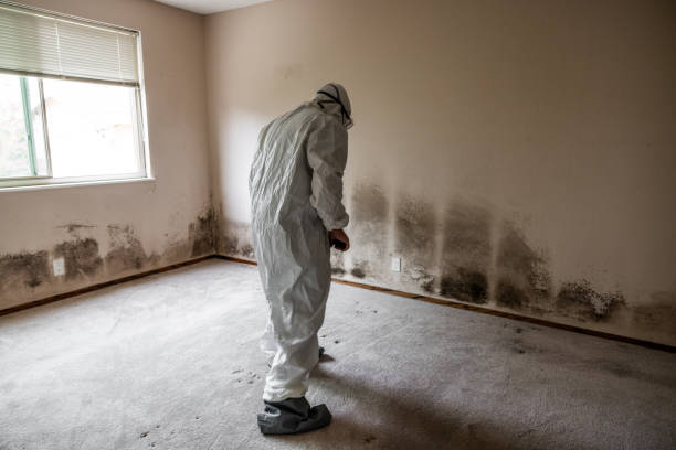 Mold Testing and Removal in Harrisburg, PA
